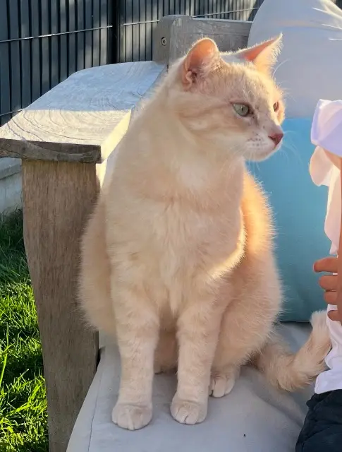 chat lost    Chaumes-en-Retz Blondin