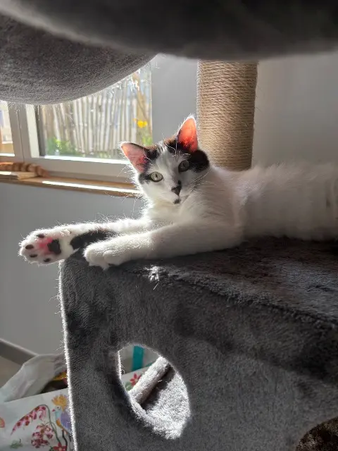 chat lost   44260 Savenay Chichya