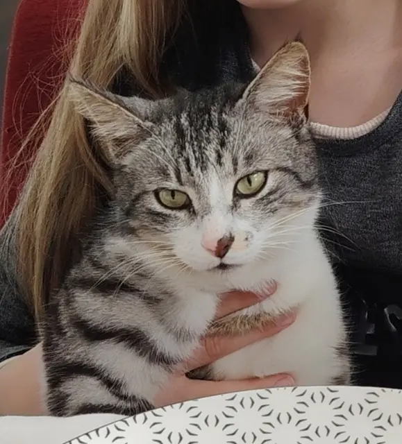 chat lost   44330 La Chapelle-Heulin Chipo