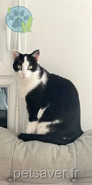 chat lost   44710 Saint-Léger-les-Vignes Chipster