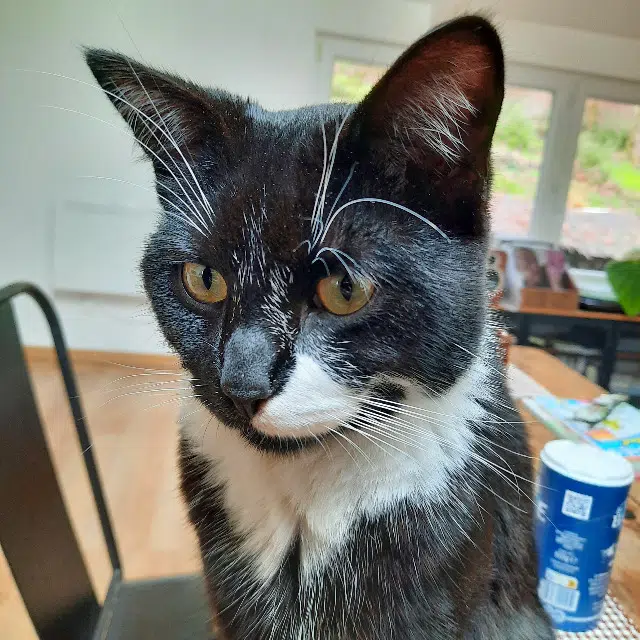 chat lost   44521 Oudon Crapule