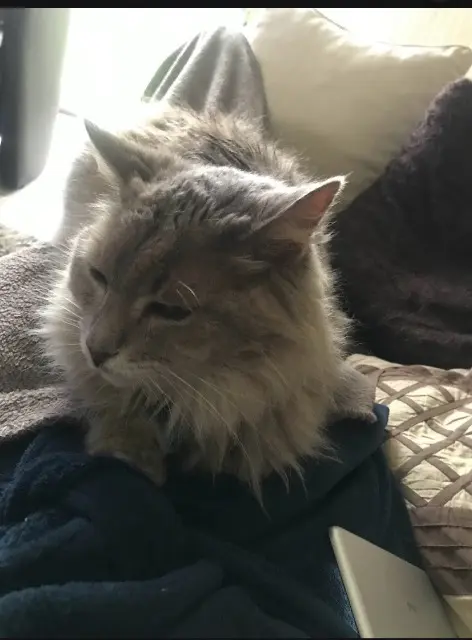 chat lost   44600 Saint-Nazaire Crapule