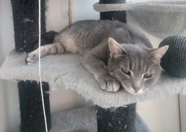 chat lost   44570 Trignac Diego