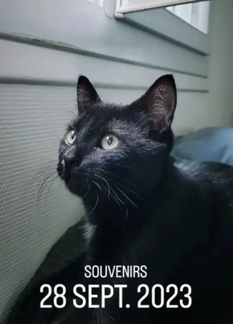 kater vermist 44600 Saint-Nazaire Dipper kater lost 44600 Saint-Nazaire Dipper