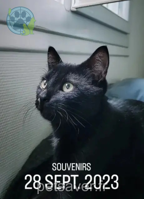 gato perdido 44600 Saint-Nazaire Dipper gato lost 44600 Saint-Nazaire Dipper