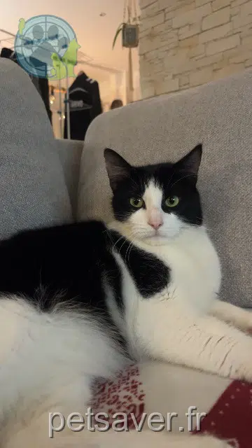 chat lost 44130 Le Gâvre Domino