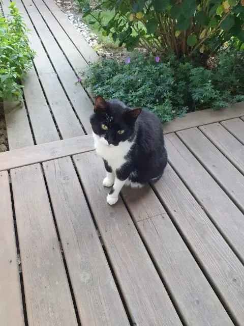 chat lost   44700 Orvault Domino