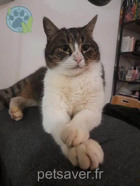chat lost   44460 Fégréac Doudou