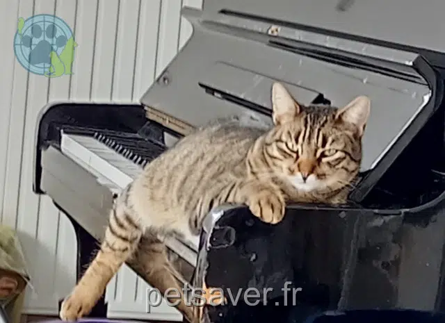 Kater vermisst 44250 Saint-Brevin-les-Pins Eiden Kater lost 44250 Saint-Brevin-les-Pins Eiden