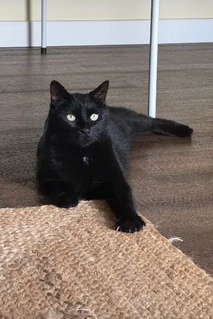 chat lost   44840 Les Sorinières Elfy