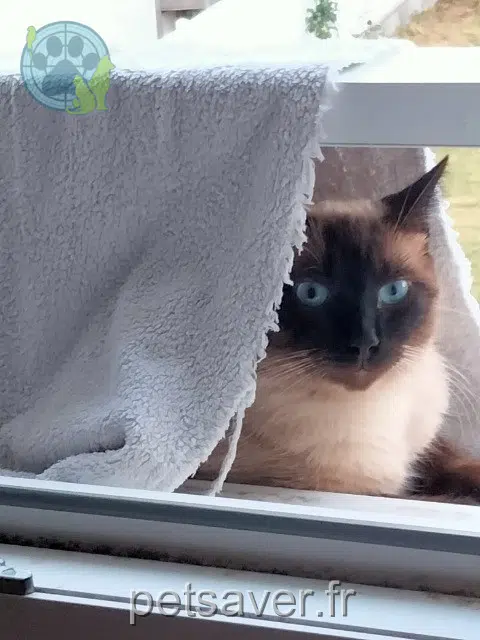 chat lost   44115 Haute-Goulaine Eole