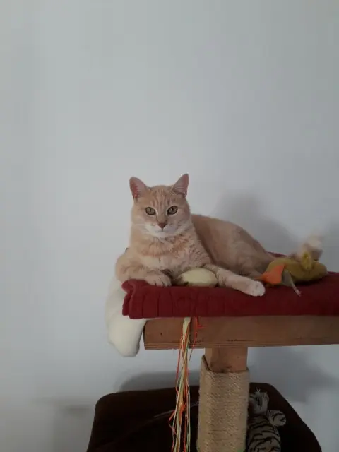 chat lost   44600 Saint-Nazaire Filou