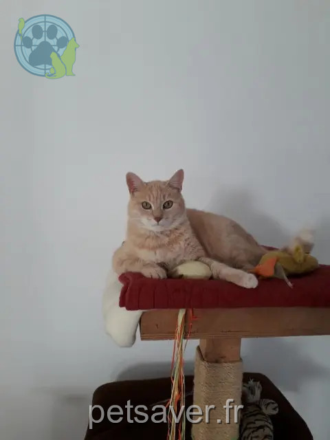 gatto perso 44600 Saint-Nazaire Filou gatto lost 44600 Saint-Nazaire Filou
