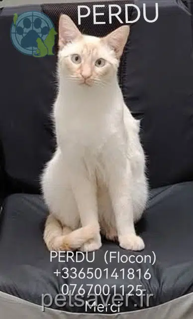 chat lost 44500 La Baule-Escoublac Flocon