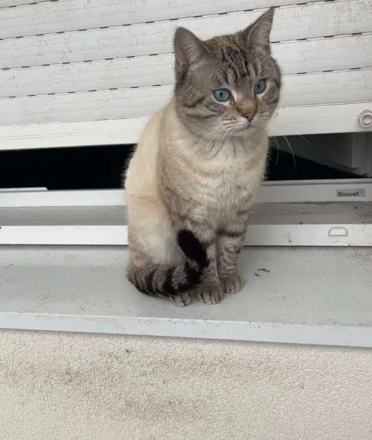 chat lost   44230 Saint-Sébastien-sur-Loire Freddy