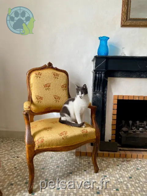 Kater vermisst 44230 Saint-Sébastien-sur-Loire Gandalf Kater lost 44230 Saint-Sébastien-sur-Loire Gandalf