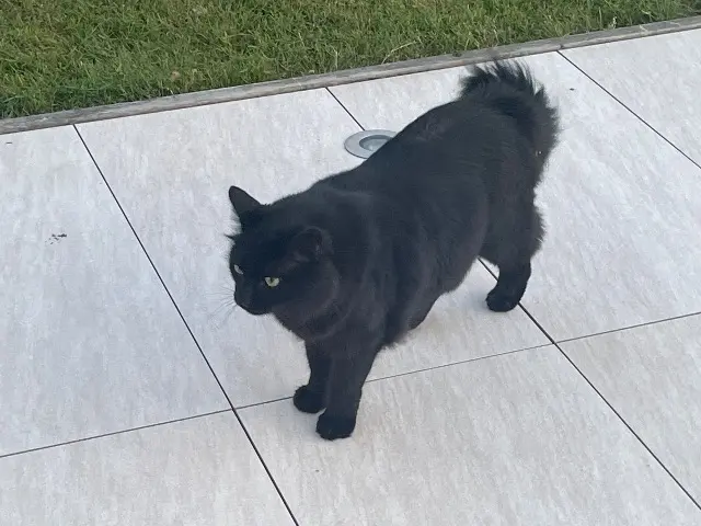 chat lost   44330 La Chapelle-Heulin Gengis