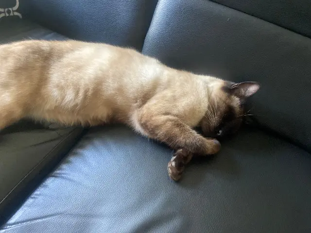 chat lost   44350 Guérande Goku