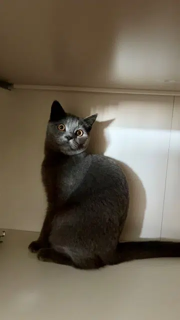 chat lost   44800 Saint-Herblain Gribouille