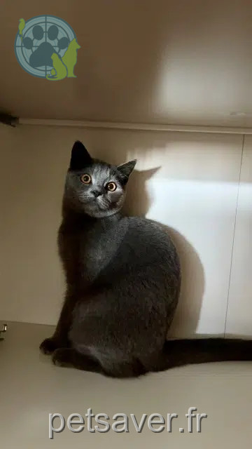 Kater vermisst 44800 Saint-Herblain Gribouille Kater lost 44800 Saint-Herblain Gribouille
