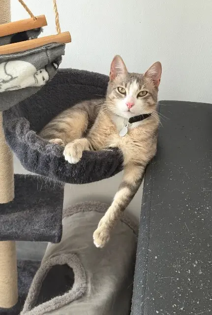 chat lost   44650 Corcoué-sur-Logne Grisou