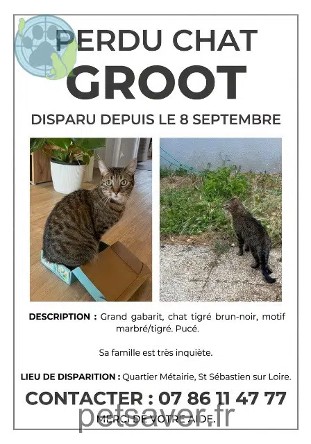 gato lost 44230 Saint-Sébastien-sur-Loire Groot