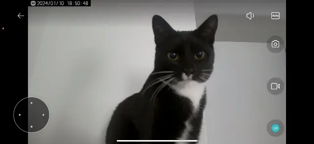 chat lost   44400 Rezé Groot