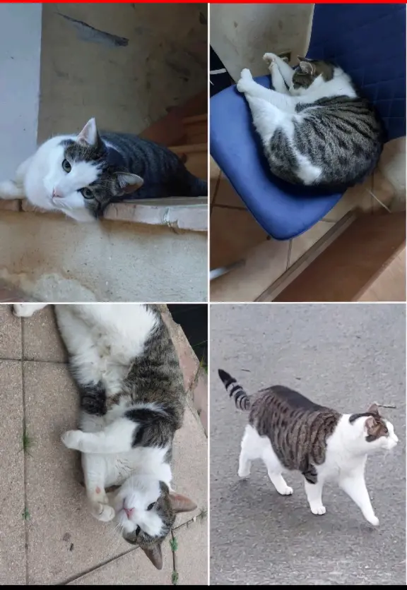 Chat Perdu 44 Loire-Atlantique - Guizmo Chat Perdu 44 Loire-Atlantique - Guizmo