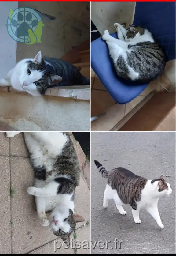 Chat Perdu 44 Loire-Atlantique - Guizmo Chat Perdu 44 Loire-Atlantique - Guizmo