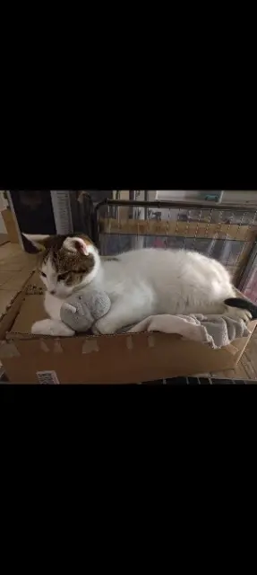 chat lost   44410 Herbignac Happy