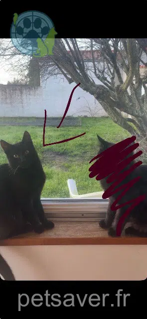 Kater lost   44690 Château-Thébaud Haribo