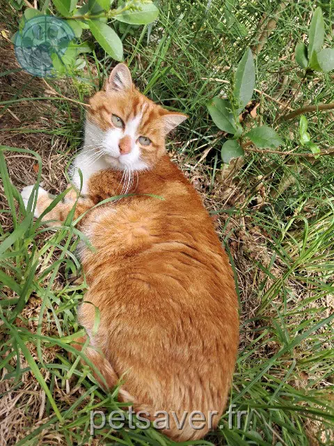 gato lost 44250 Saint-Brevin-les-Pins Haïku