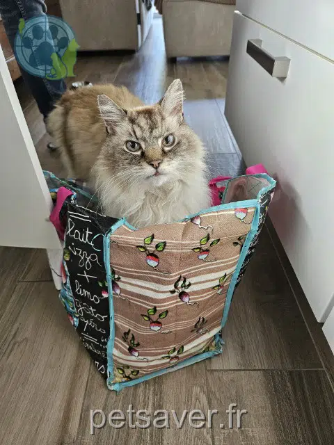 chat lost   44500 La Baule-Escoublac Helios