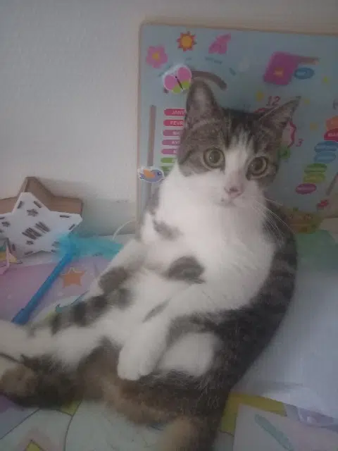 chat lost   44240 La Chapelle-sur-Erdre Iggy