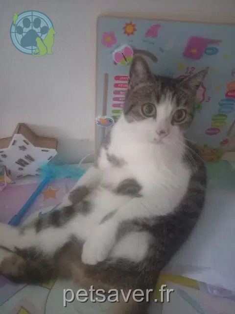 Kater vermisst 44240 La Chapelle-sur-Erdre Iggy Kater lost 44240 La Chapelle-sur-Erdre Iggy