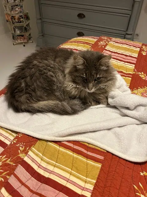 chat lost   44600 Saint-Nazaire Indi