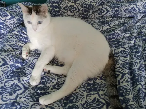 Chat Perdu 44 Loire-Atlantique - Indy Chat Perdu 44 Loire-Atlantique - Indy