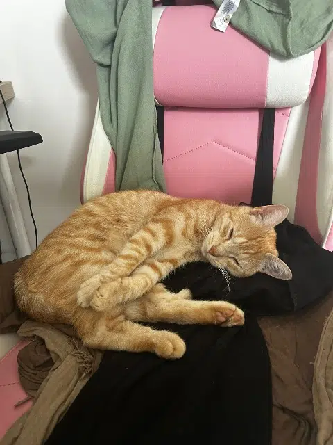 chat lost   44220 Couëron Issa