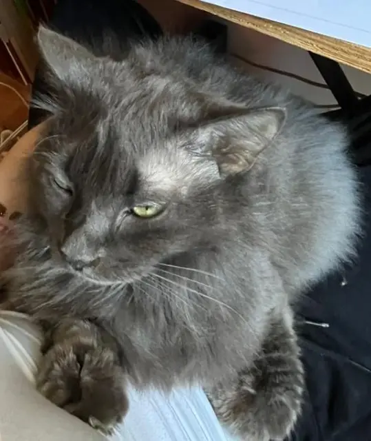 gato perdido 44500 La Baule-Escoublac Izidor gato lost 44500 La Baule-Escoublac Izidor