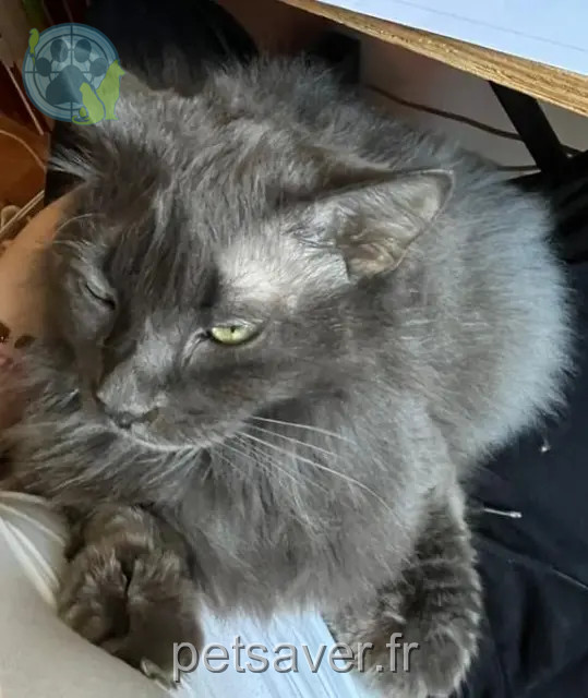 kater vermist 44500 La Baule-Escoublac Izidor kater lost 44500 La Baule-Escoublac Izidor