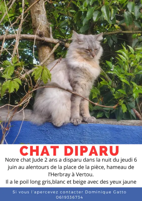 Chat Perdu 44 Loire-Atlantique - Jude Chat Perdu 44 Loire-Atlantique - Jude
