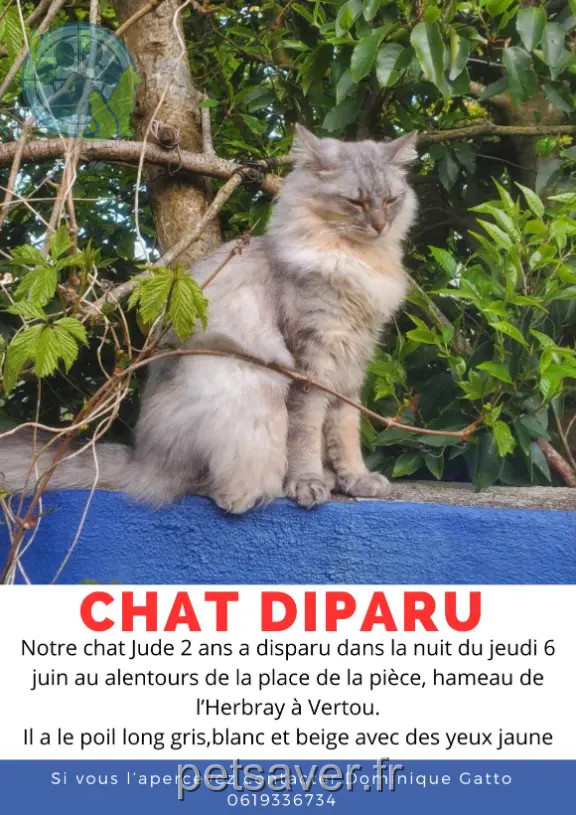 Chat Perdu 44 Loire-Atlantique - Jude Chat Perdu 44 Loire-Atlantique - Jude