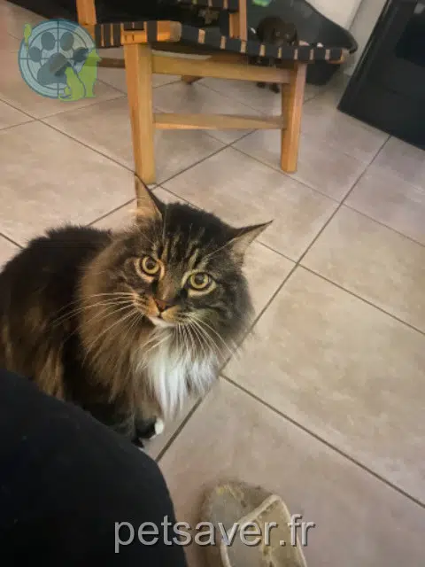 Kater lost   44170 Marsac-sur-Don Julius