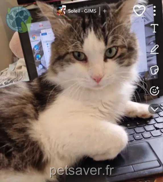 chat lost   44400 Rezé June