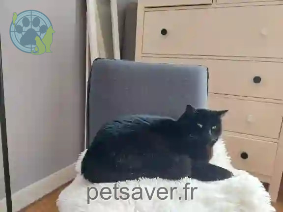Chat Perdu 44 Loire-Atlantique - Kashmir Chat Perdu 44 Loire-Atlantique - Kashmir
