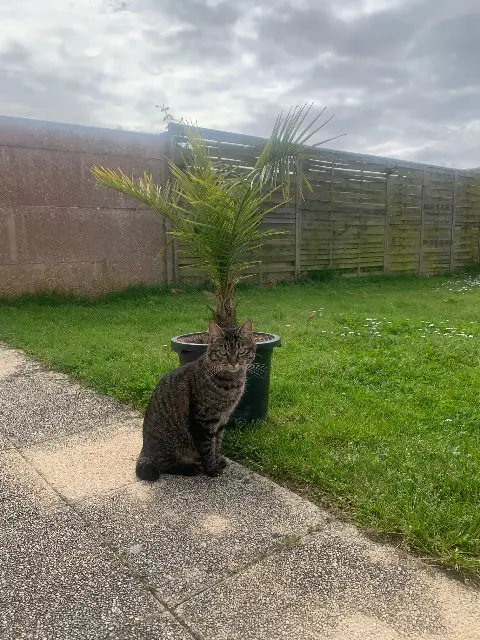 chat lost   44250 Saint-Brevin-les-Pins Kenai