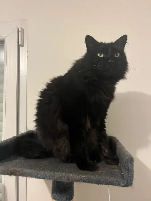 chat lost   44680 Sainte-Pazanne Kiwi