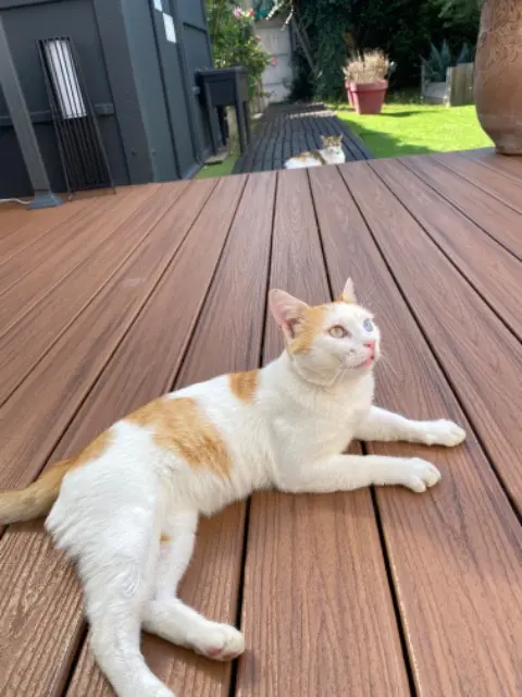 chat lost   44400 Rezé Kiwi