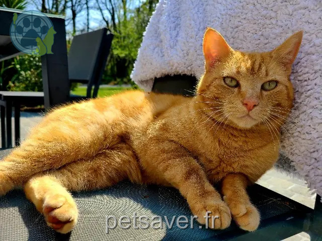 gato perdido 44320 Chauvé Kiwi gato lost 44320 Chauvé Kiwi