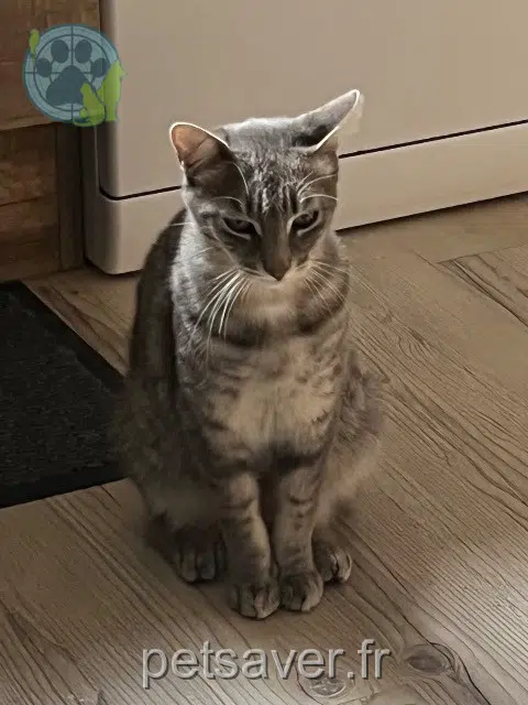 chat lost   44380 Pornichet Kovu